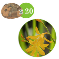 20x Crocosmia 'George Davidson' geel - Alle bloembollen