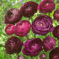 Dubbelbloemige ranonkel Ranunculus 'Purple Sensation' paars - Ranonkels
