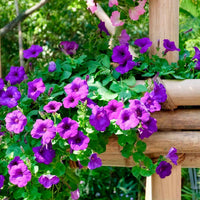 3x  Petunia 'Dark Purple' Paars - Balkonplanten