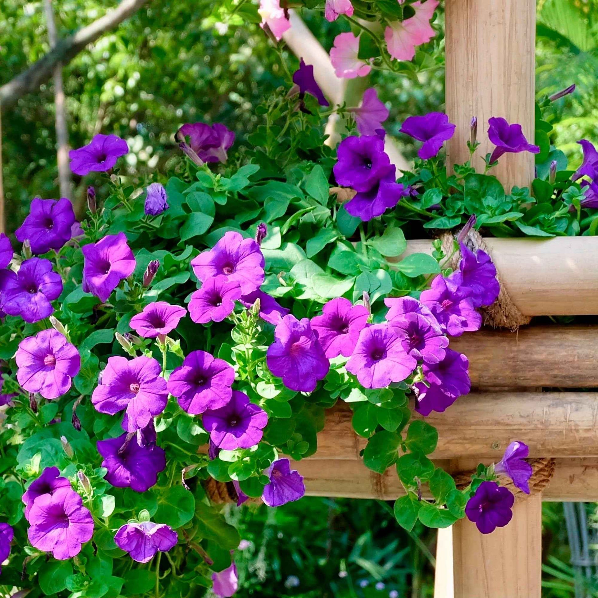 3x  Petunia 'Dark Purple' Paars - Bloeiende tuinplanten
