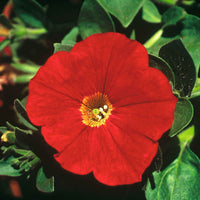 3x  Petunia 'Red' Rood - Hangplanten voor terras en balkon