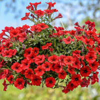 3x  Petunia 'Red' Rood - Balkonplanten