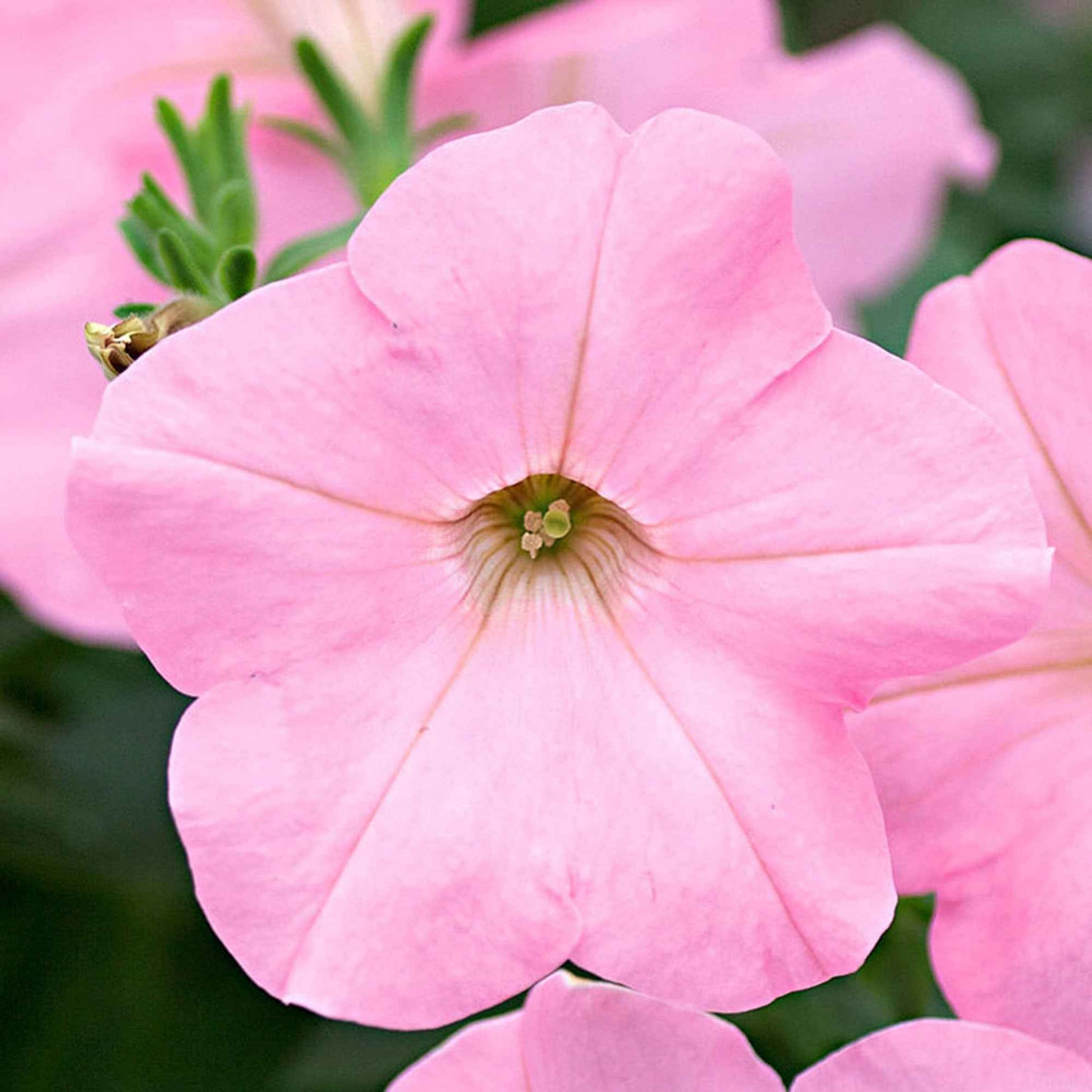 3x Petunia 'Soft Pink' Roze - Hangplanten voor terras en balkon