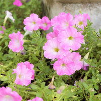 3x Petunia 'Soft Pink' Roze - Bloeiende tuinplanten
