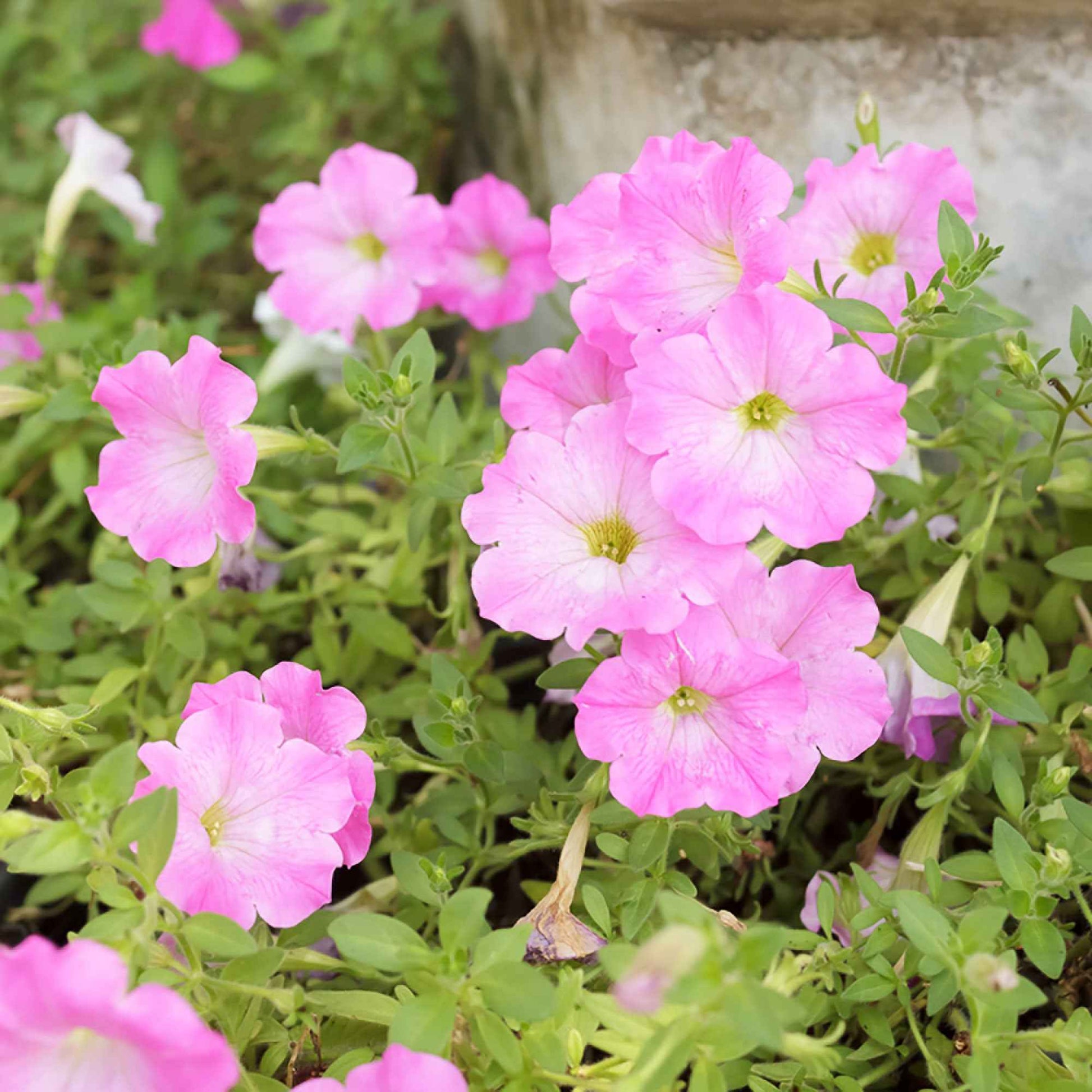 3x Petunia 'Soft Pink' Roze - Bloeiende tuinplanten