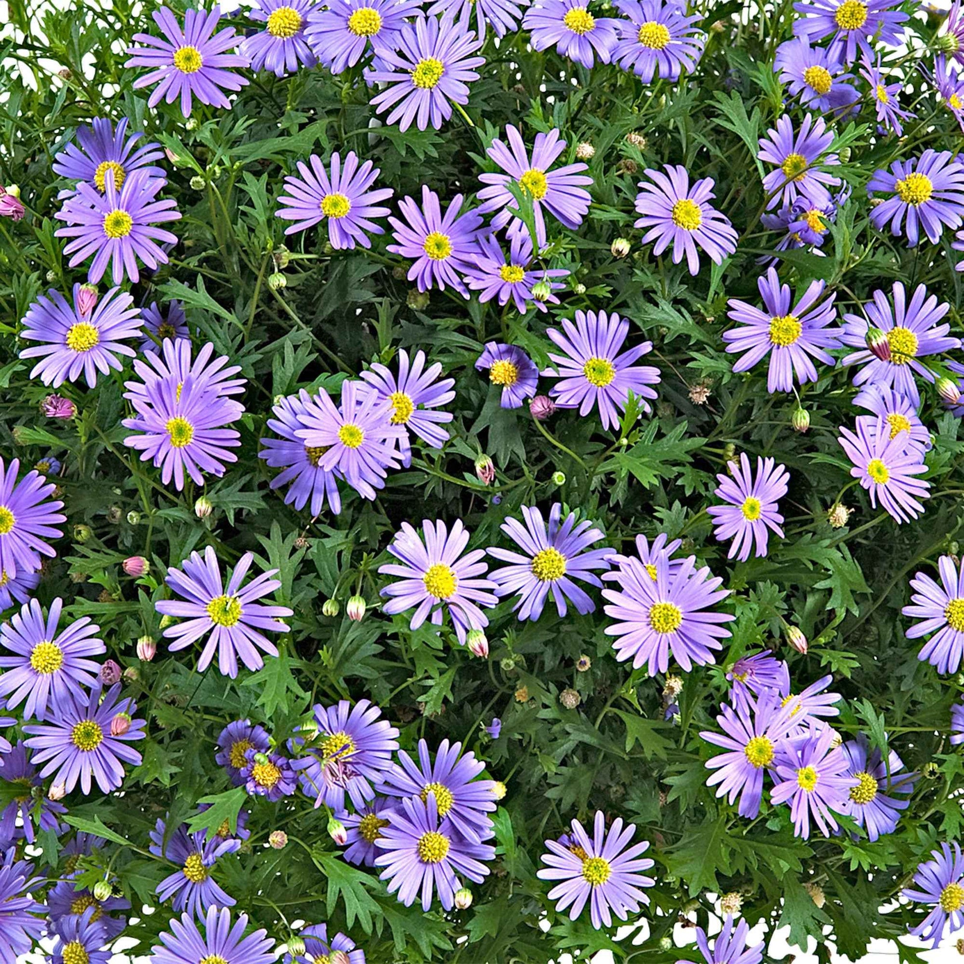 Brachyscome 'Purple Splendour' - Bloeiende tuinplanten