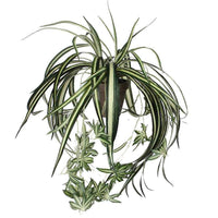 Kunstplant Chlorophytum hangend - Kunstplanten