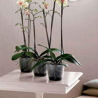 Elho bloempot Brussels orchid rond transparant - Binnenpot - Bloempotten