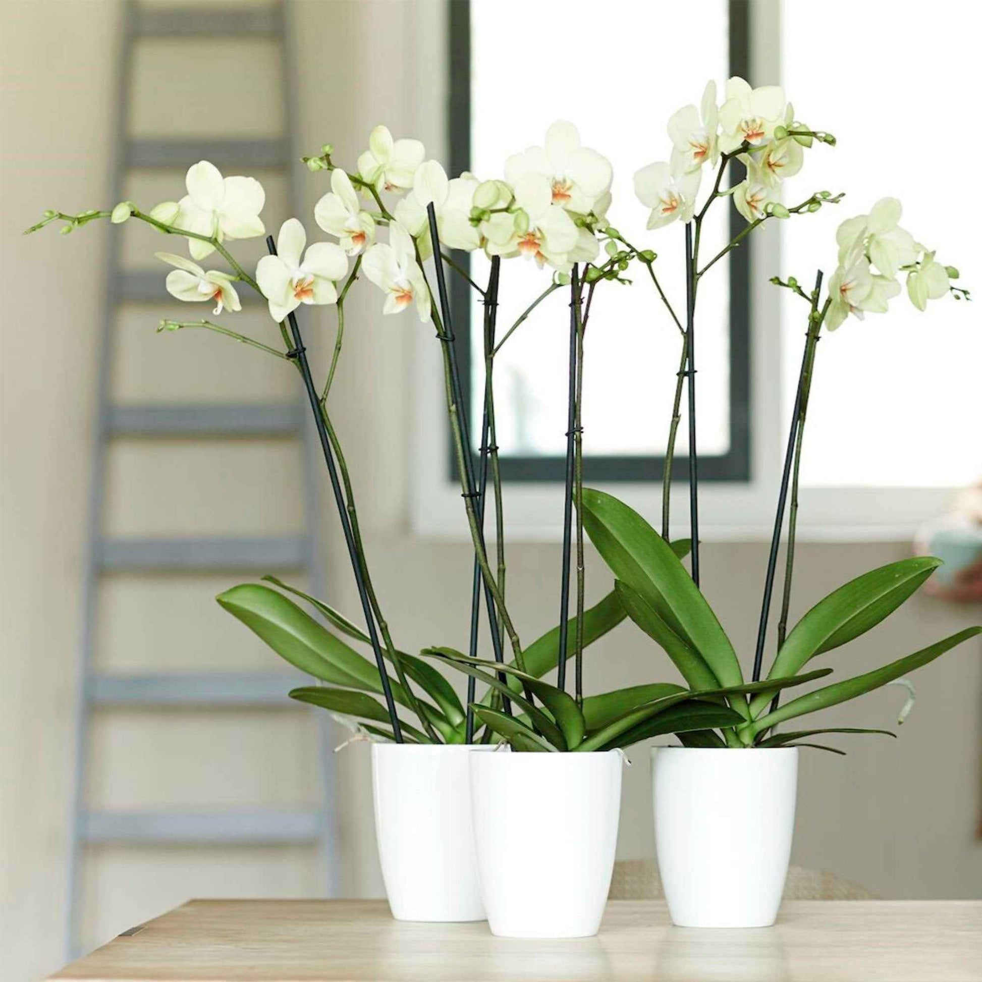 Elho hoge bloempot Brussels orchid rond wit - Binnenpot - Bloempotten