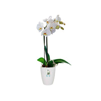 Elho hoge bloempot Brussels orchid rond wit - Binnenpot - Elho