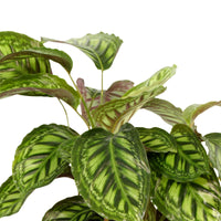 Bidplant Calathea 'Flamestar' XL - Diervriendelijke kamerplanten