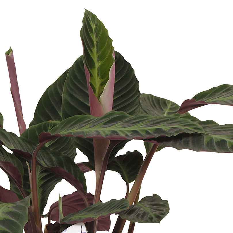 Bidplant Calathea warcewiczii - Groene kamerplanten