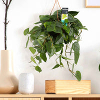 Philodendron scandens incl. kunststof hangpot   - Hangplant - Alle makkelijke kamerplanten