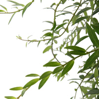 Lipstickplant Aeschynanthus 'Japhrolepis' Rood-Oranje incl. hangpot rotan  - Hangplant - Bloeiende kamerplanten