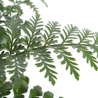 Moedervaren Asplenium  'Parvati' - Groene kamerplanten