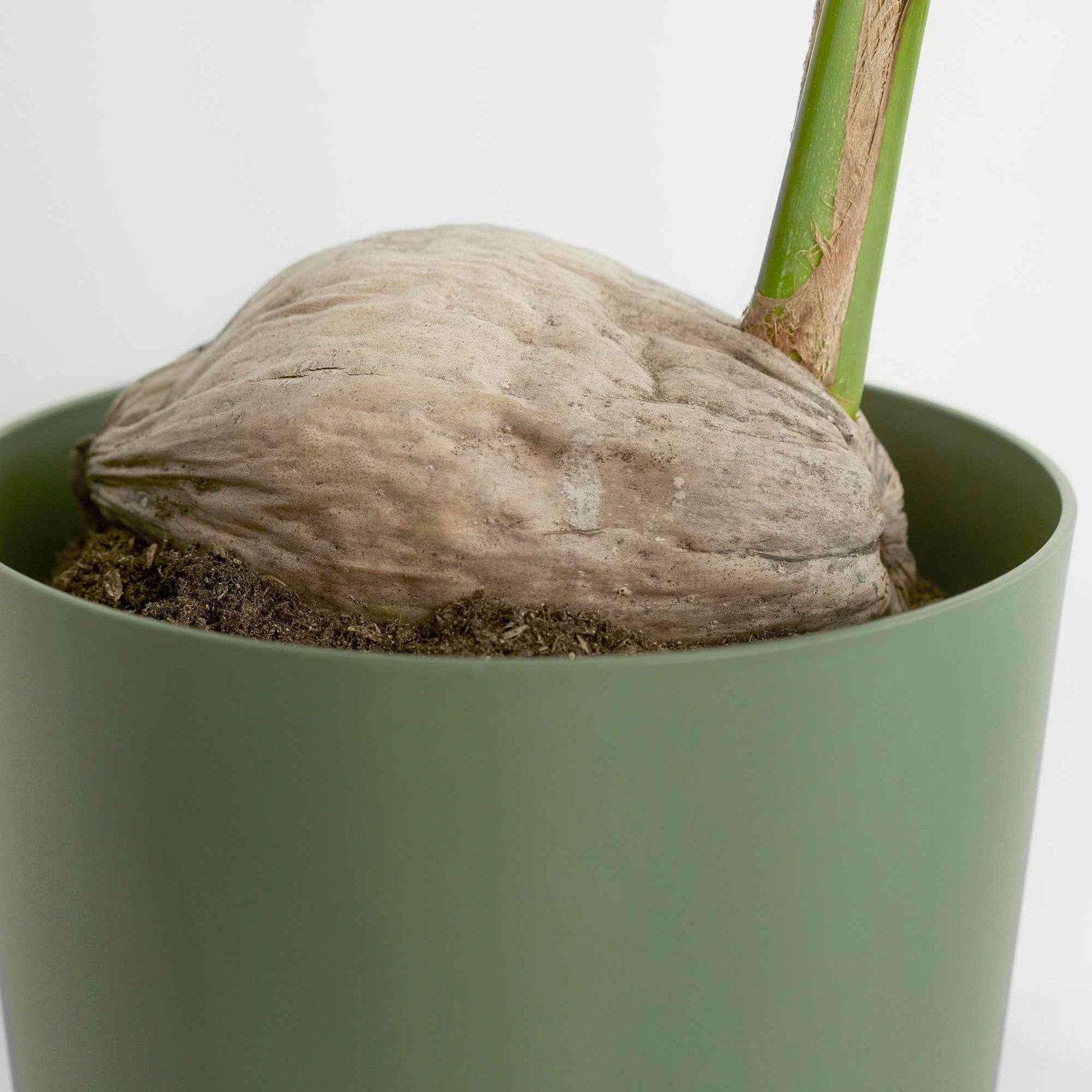 Kokospalm Cocos nucifera incl. rieten mand naturel - Groene kamerplanten