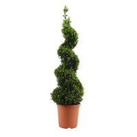 Buxus sempervirens spiraalvorm - Winterhard - Bomen en hagen