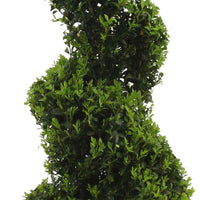 Buxus sempervirens spiraalvorm - Winterhard - Buxus - Buxaceae