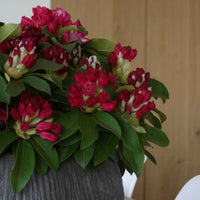 Rhododendron 'Red Jack' rood - Winterhard - Bloeiende heesters