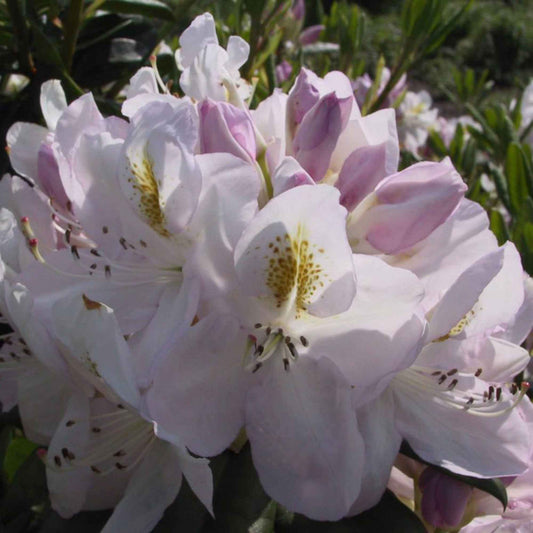 Rhododendron 'Madame Mason' wit-geel op stam - Winterhard - Alle bloeiende tuinplanten