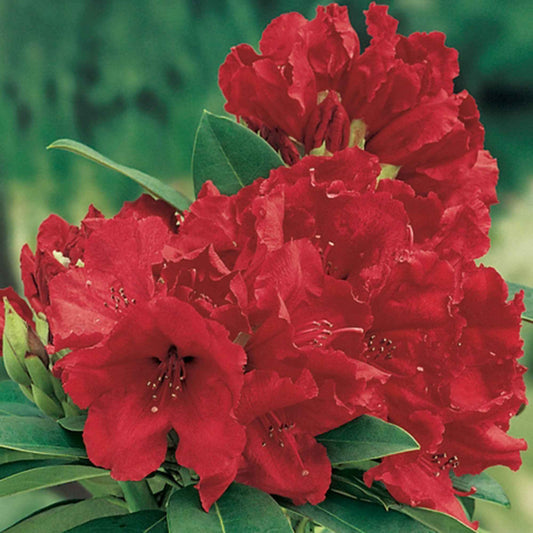 Rhododendron 'Red Jack' rood op stam - Winterhard - Alle bloeiende tuinplanten