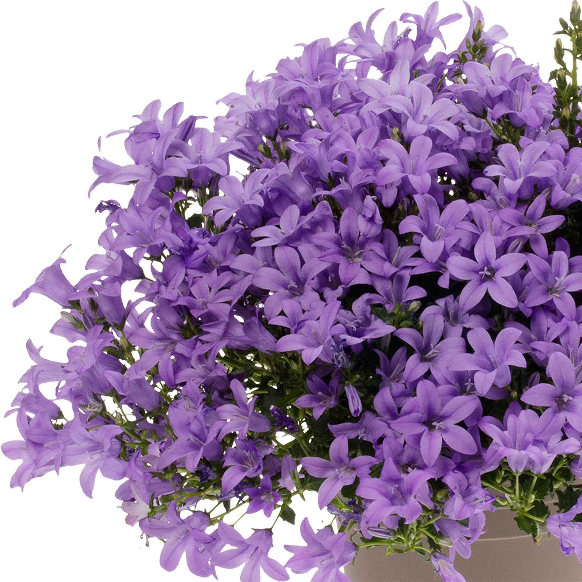 3x Klokjesbloem Campanula 'Intense Purple' Paars - Winterhard - Groenblijvende tuinplanten