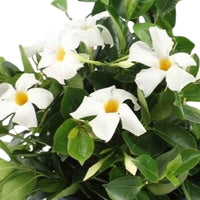 Chileense jasmijn Mandevilla wit incl. hangpot - Bloeiende tuinplanten