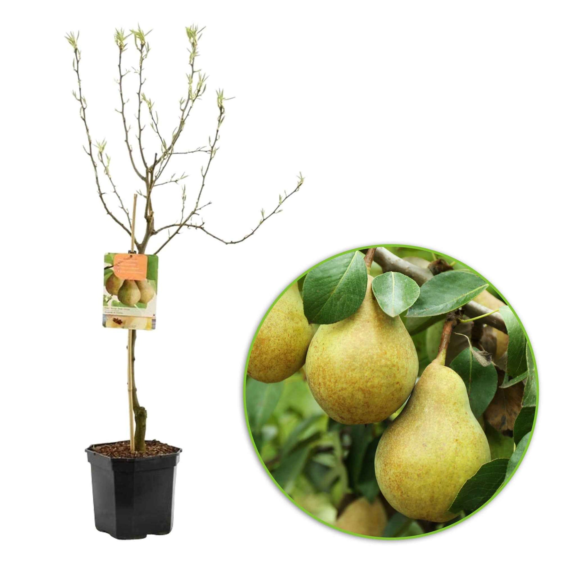 Perenboom Pyrus communis 'Doyenne Du Comice' - Bio - Winterhard - Fruit