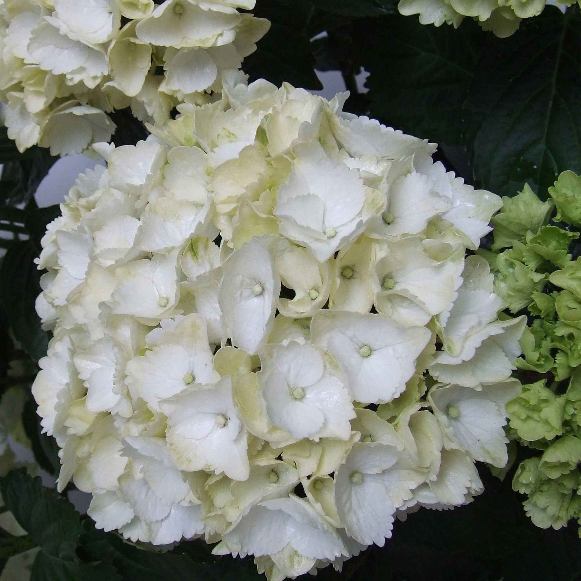 Hortensia Hydrangea macrophylla 'White' wit - Bloeiende tuinplanten