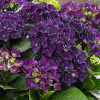 Hortensia Hydrangea 'Deep Purple Dance' paars - Winterhard - Bloeiende tuinplanten