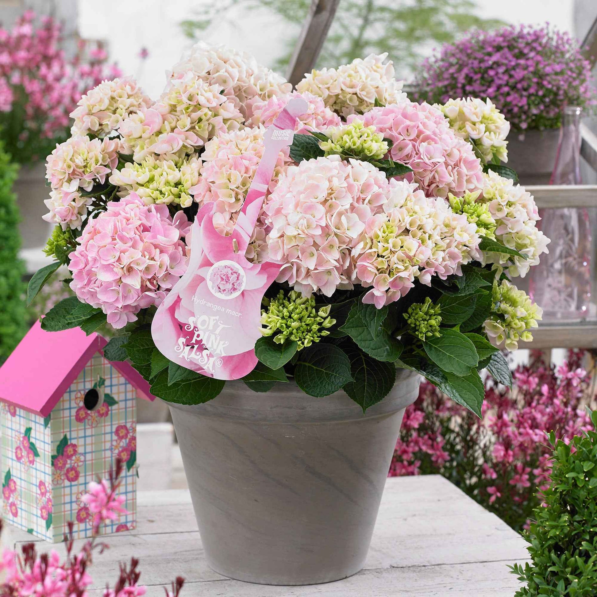 Hortensia Hydrangea 'Soft Pink Salsa' roze - Winterhard - Bloeiende heesters