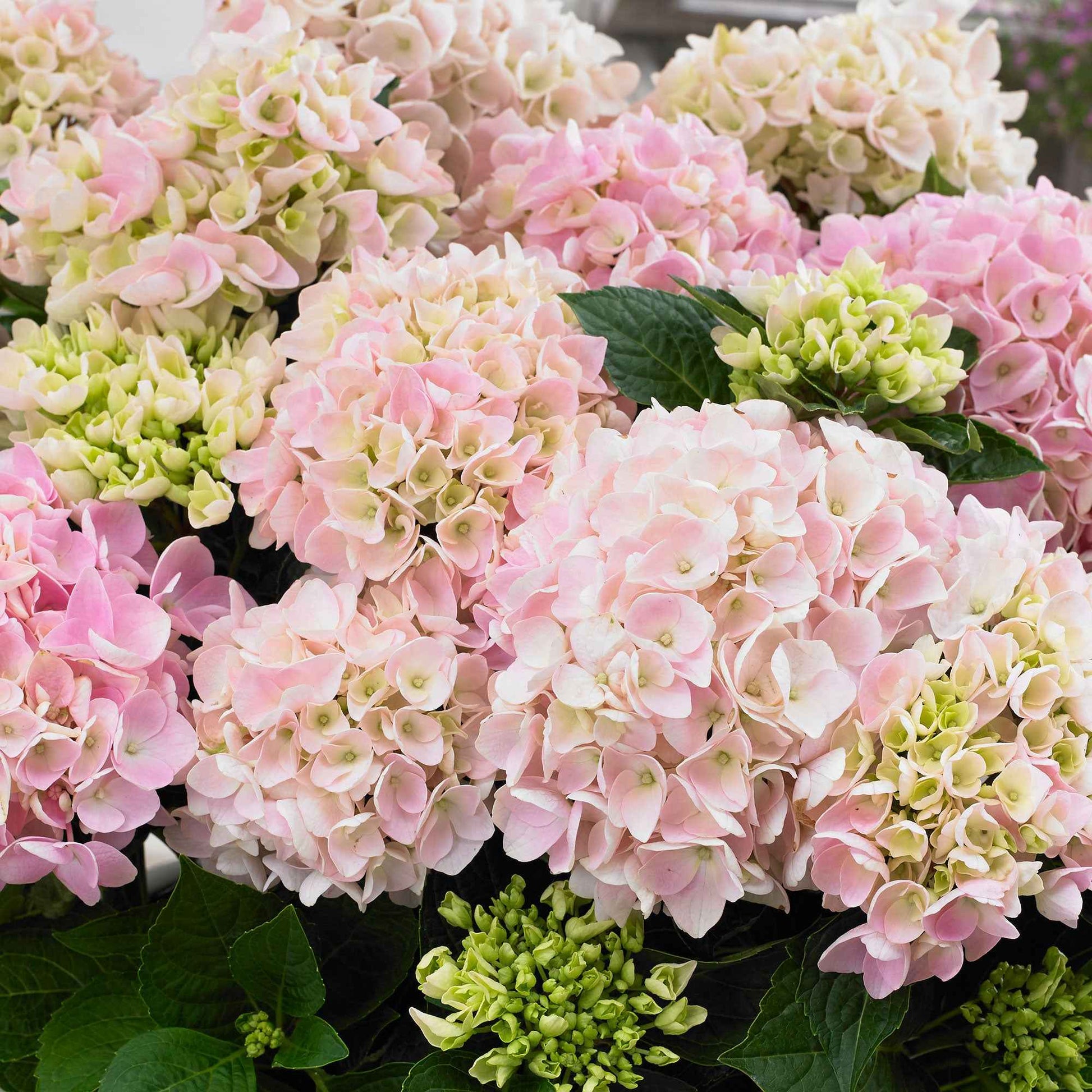 Hortensia Hydrangea 'Soft Pink Salsa' roze - Winterhard - Bloeiende struiken