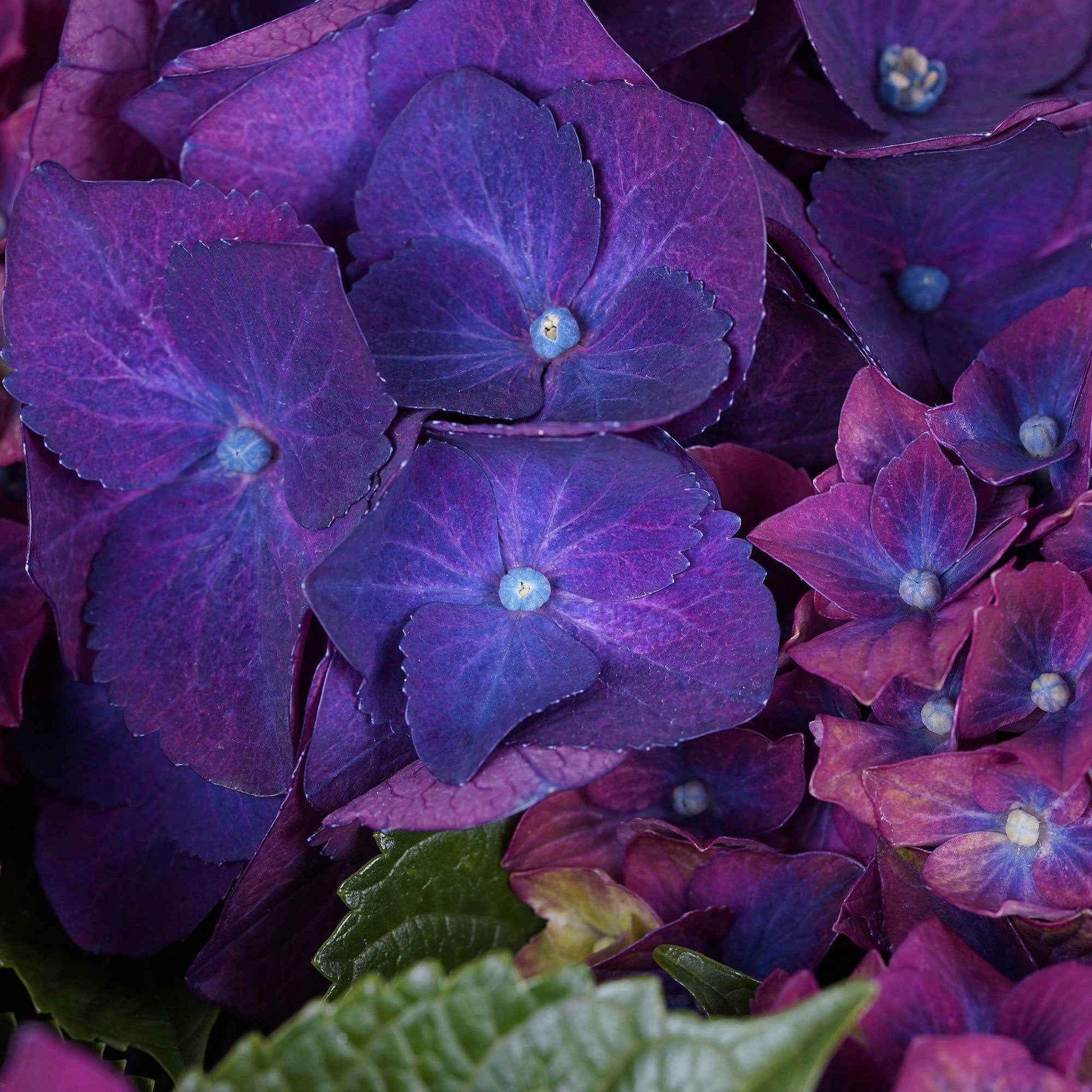 Boerenhortensia 'Three Sisters Purple' Paars - Winterhard - Bloeiende struiken