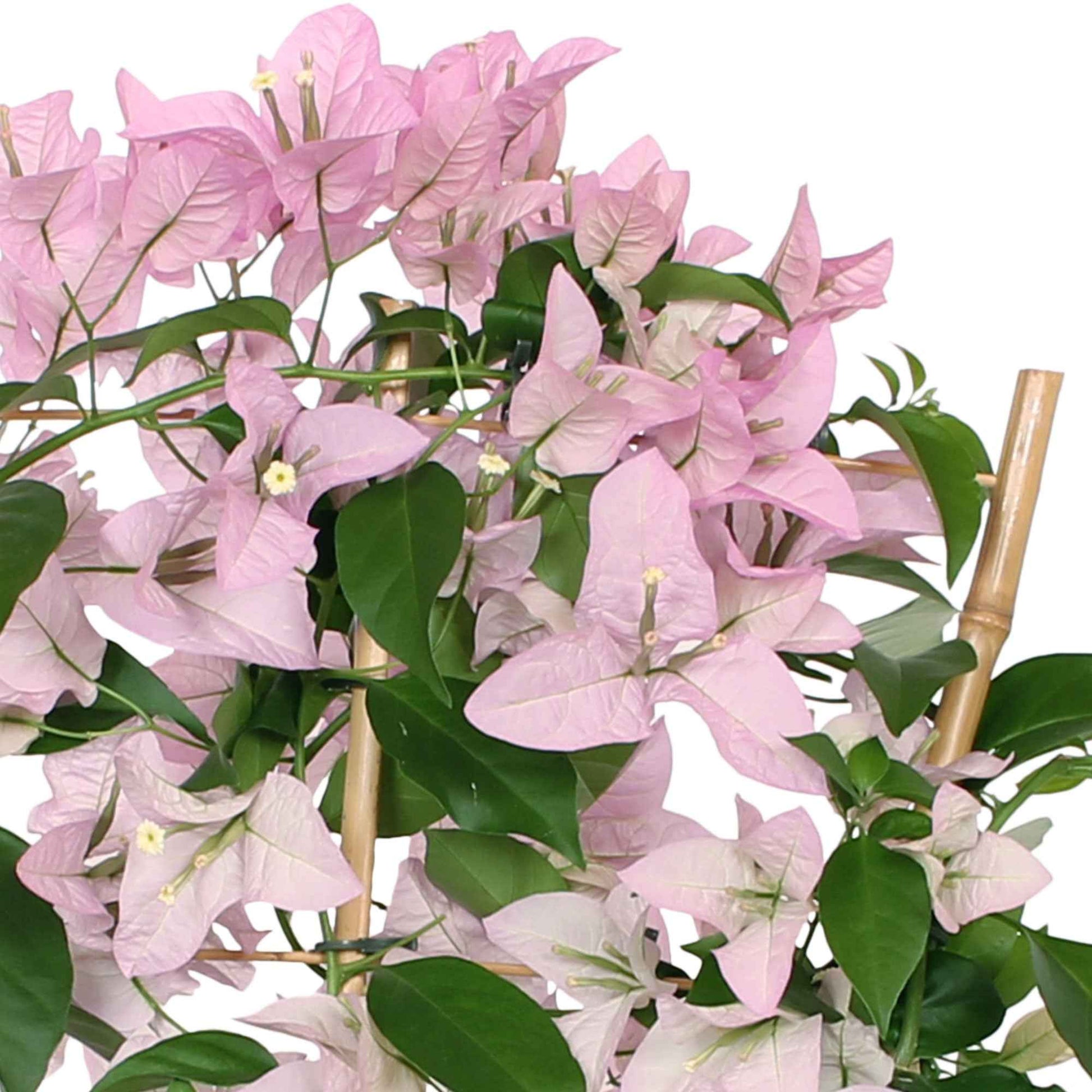 Bougainvillea spectabilis roze incl. rek - Alle tuinplanten in pot