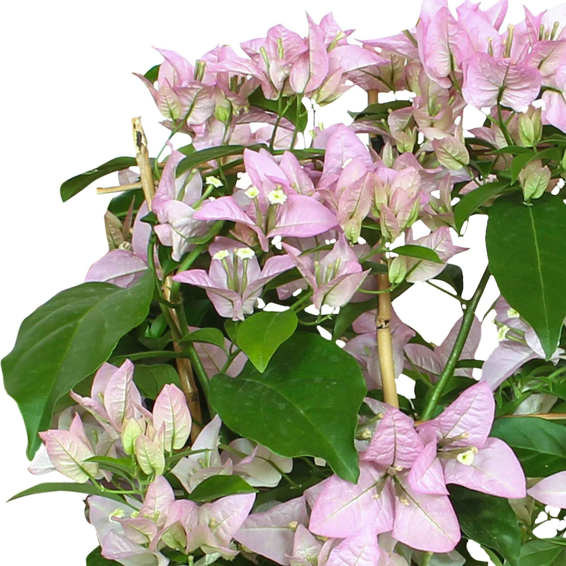 Bougainvillea spectabilis 'Rijnstar Lilac' paars incl. rek - Alle tuinplanten in pot