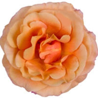 Grootbloemige Kamerroos Rosa grandiflora Geel - Bloeiende kamerplanten