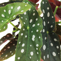 1x Stippenbegonia Begonia + 1x Pannenkoekplant Pilea incl. 2x sierpot - Cadeau idee