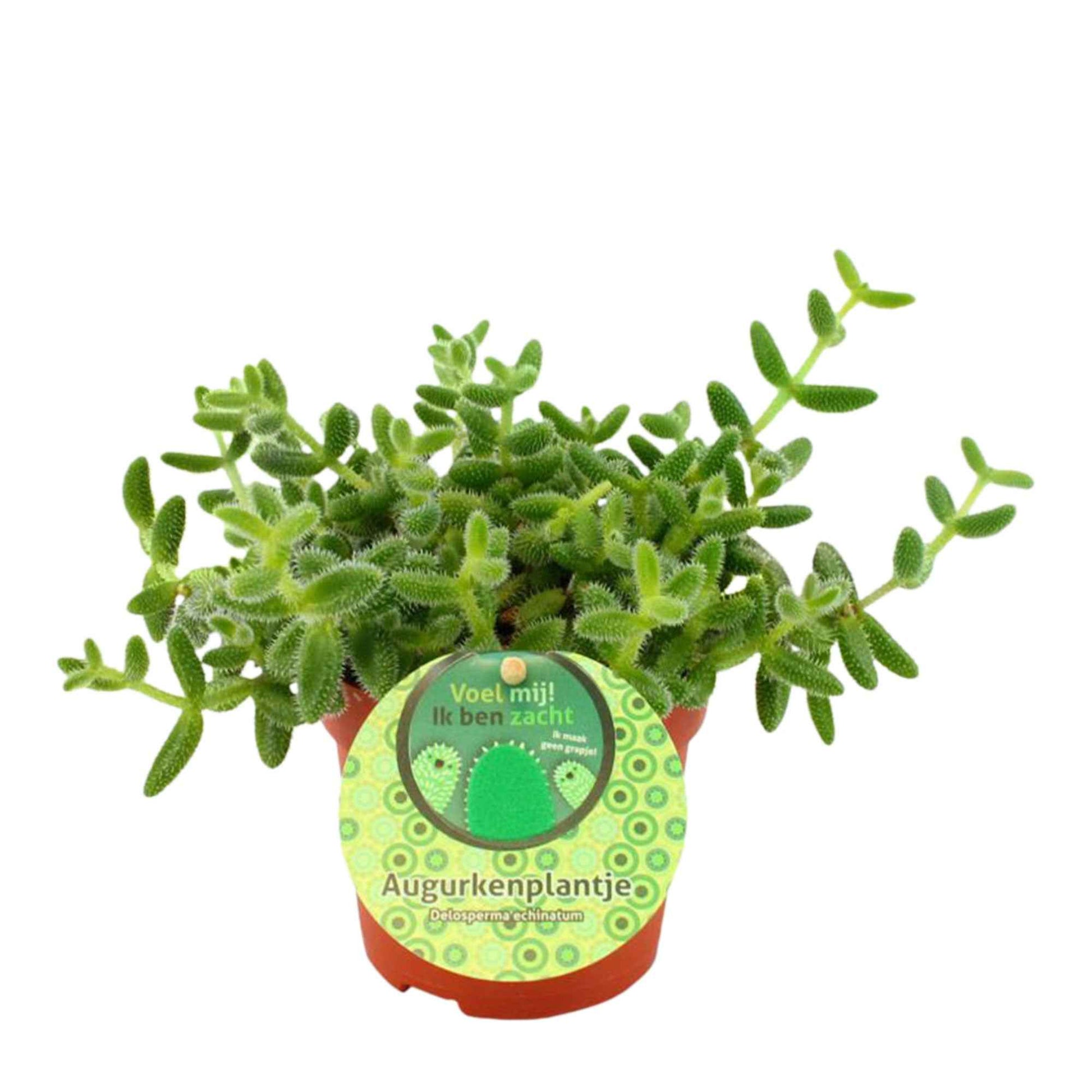 Augurkenplant Delosperma echinatum - Groene kamerplanten