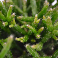 Rotskoraal Rhipsalis burchelli - Groene kamerplanten