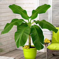 Bananenplant Musa 'Cavendish' - Groene kamerplanten