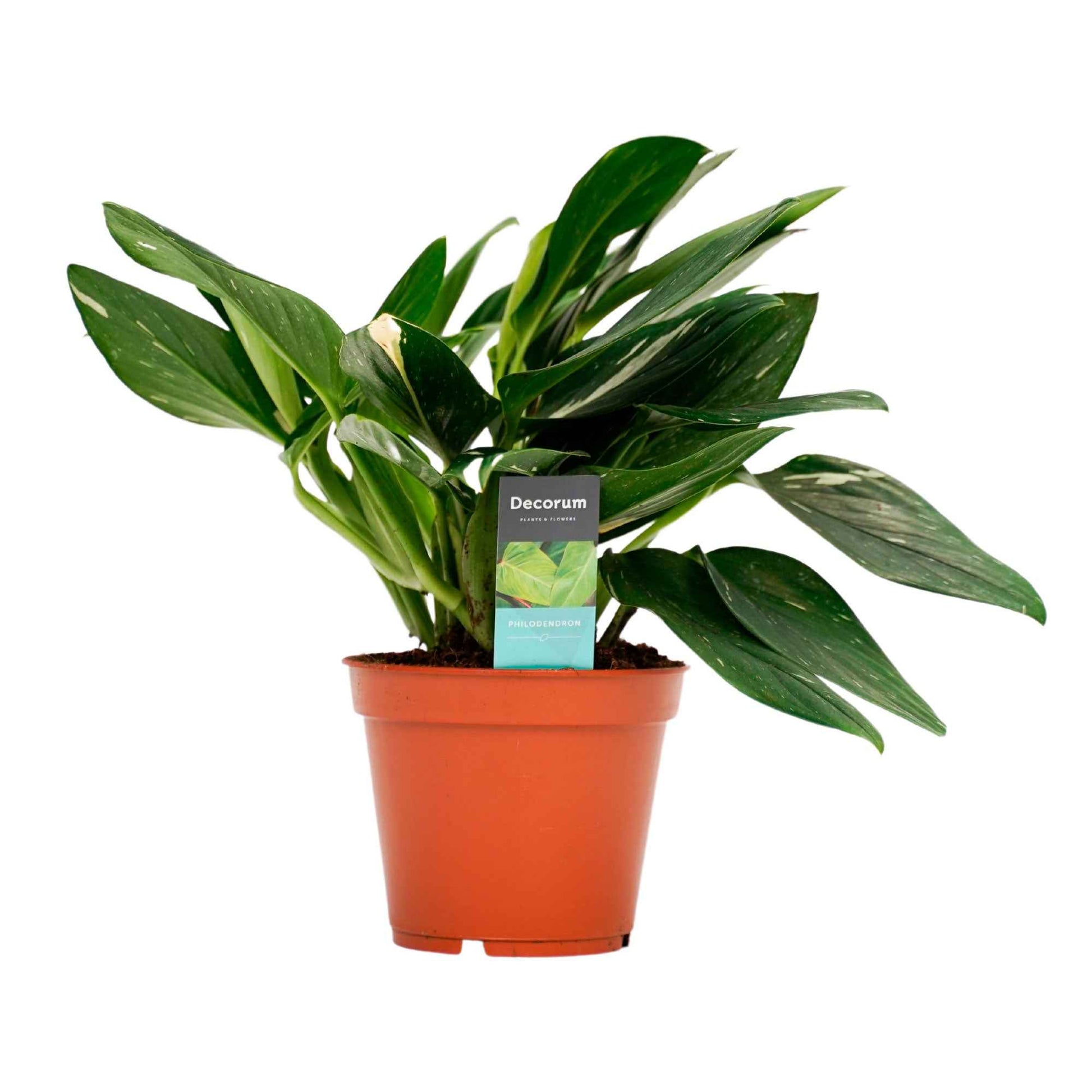 Philodendron 'Cobra' - Alle makkelijke kamerplanten