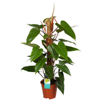 Philodendron 'Red Emerald' - Alle makkelijke kamerplanten