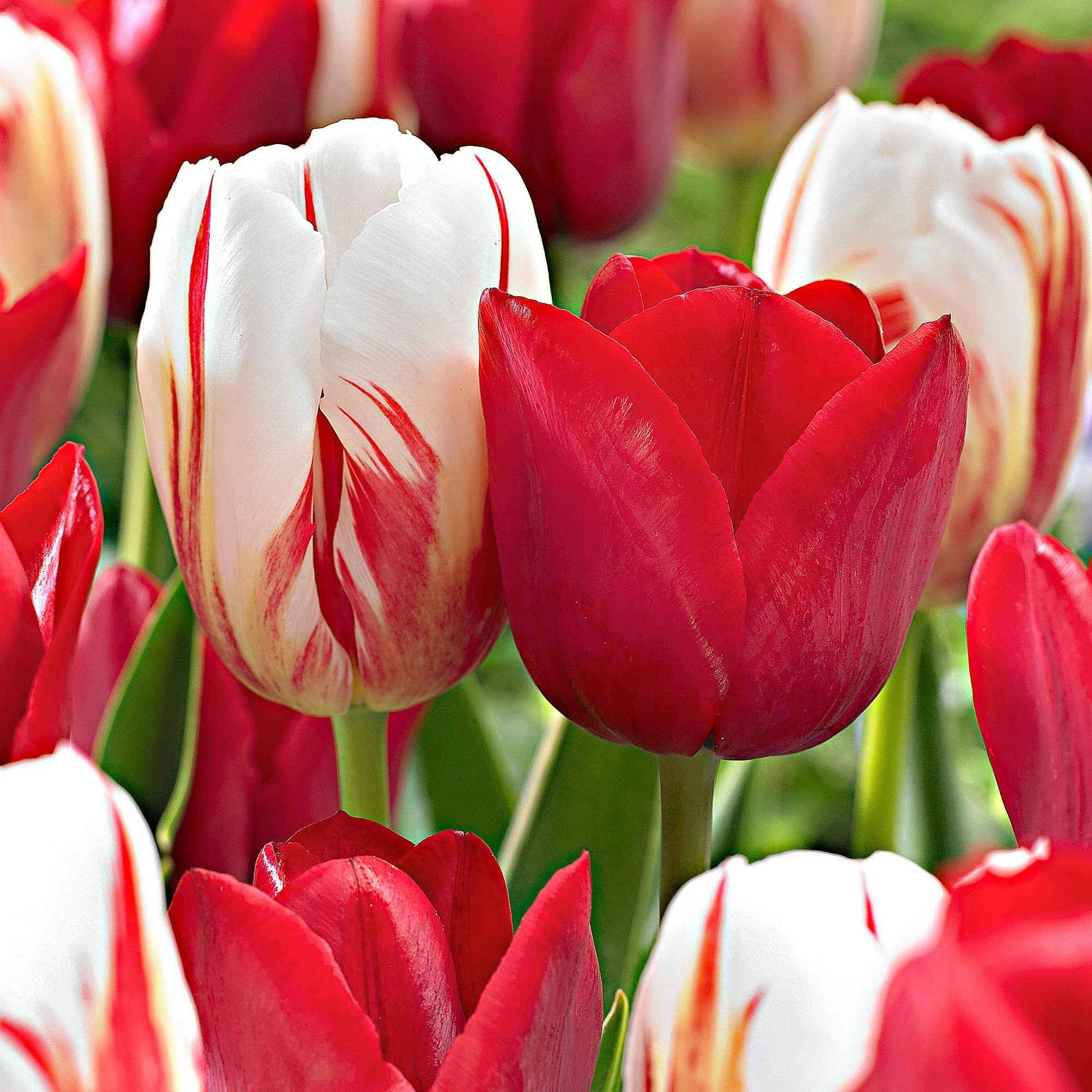 20x Tulpen Tulipa - Mix 'Love Circles' rood-wit - Alle bloembollen