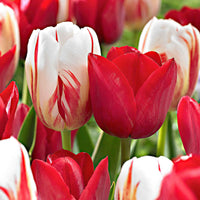 20x Tulpen Tulipa - Mix 'Love Circles' rood-wit - Alle populaire bloembollen