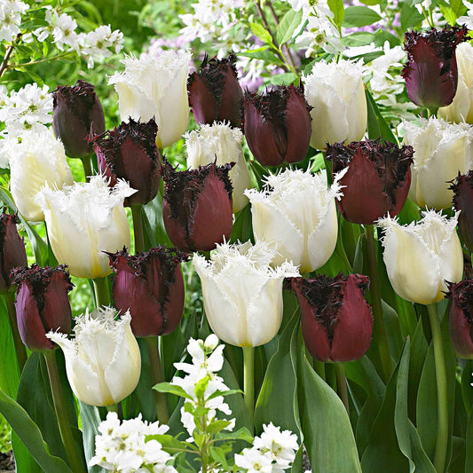 15x Gefranjerde tulpen Tulipa - Mix 'Checkered Flag' wit-rood - Alle bloembollen