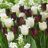 15x Gefranjerde tulpen Tulipa - Mix 'Checkered Flag' wit-rood - Alle populaire bloembollen