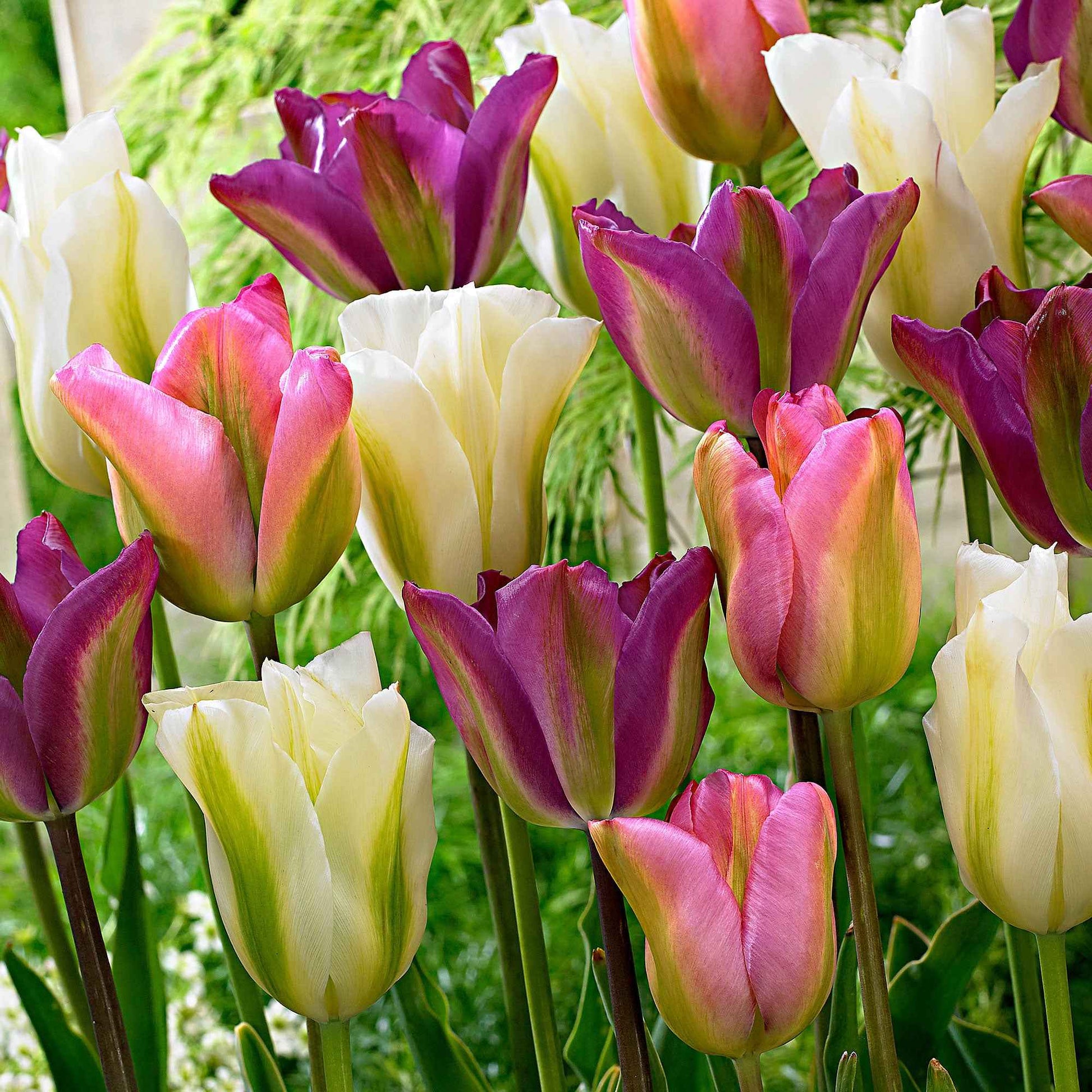 20x Tulpen Tulipa - Mix 'Greenland' roze-paars-wit - Populaire bloembollen