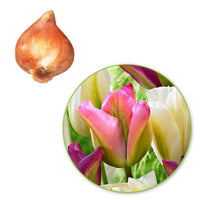 20x Tulpen Tulipa - Mix 'Greenland' roze-paars-wit - Alle populaire bloembollen