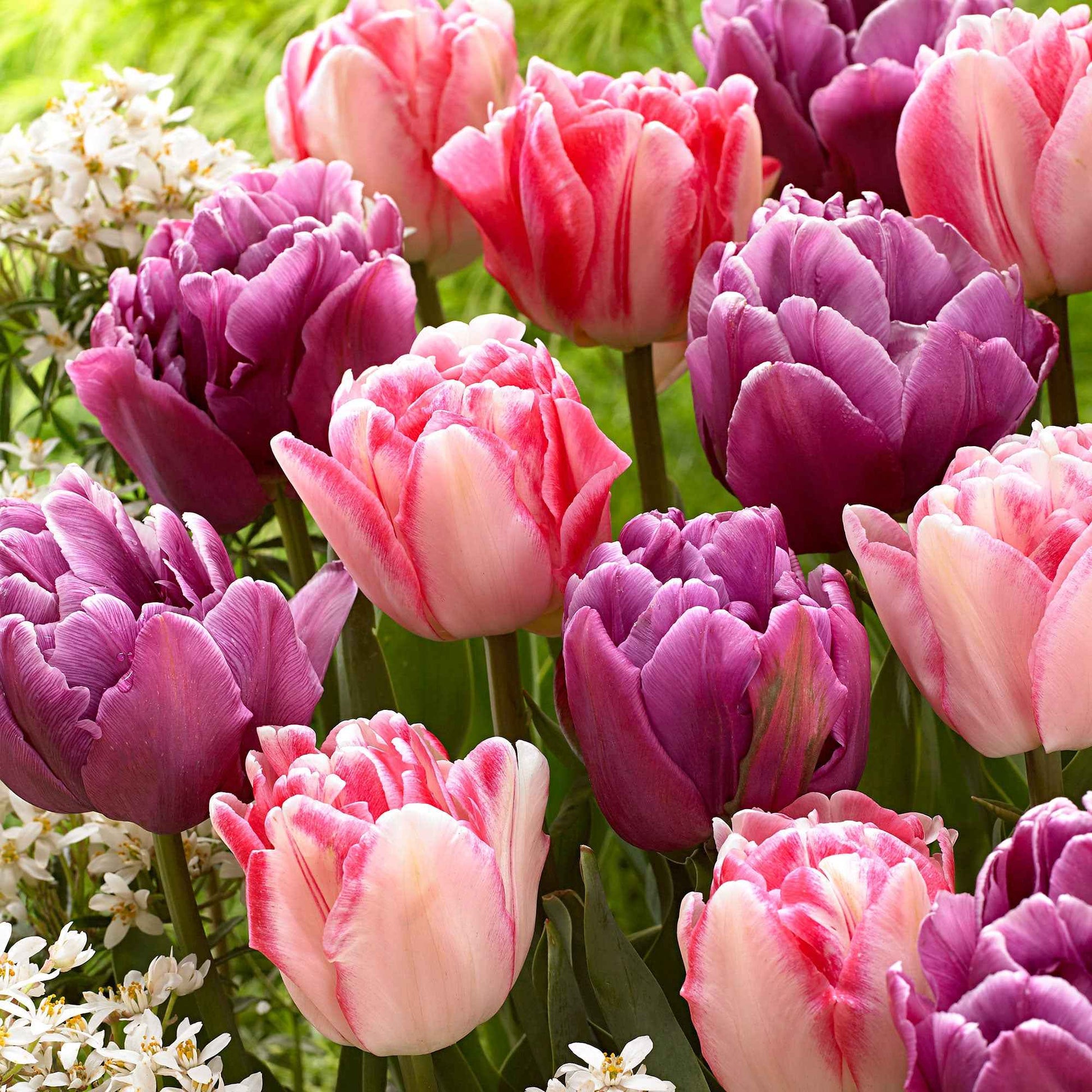 15x Tulpen Tulipa - Mix 'Lemon and Purple Delight' roze-paars - Gemengde bloembollen