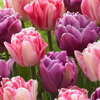 15x Tulpen Tulipa - Mix 'Lemon and Purple Delight' roze-paars - Bloembollen